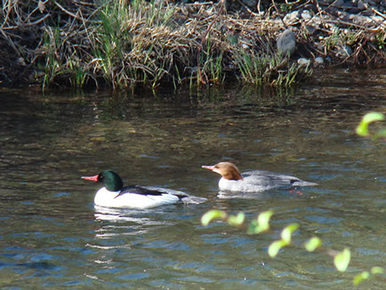 These ducks have not a care in the world as they gracefully guide across the water at the Chico Creek Nature Center.